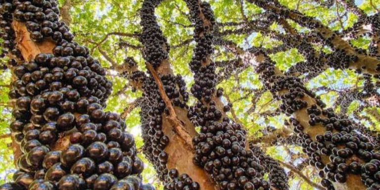Jabuticaba: a fruta mágica que nasce direto no tronco das árvores